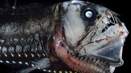 These 10 Deep Sea Creatures Seem To Come From Another World