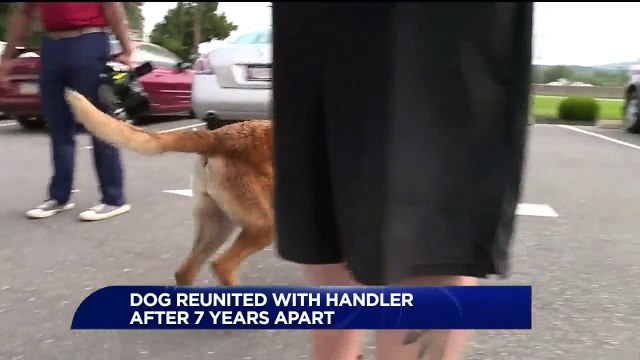 Military Dog Reunited With Handler After 7 Years Apart