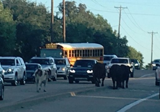 Police Called After Cows Spotted Strolling Along Road in Texas