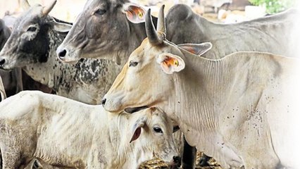 Modi Government को भेजा प्रस्ताव, 'गायों को राष्ट्रमाता घोषित करें सरकार' | वनइंडिया हिंदी