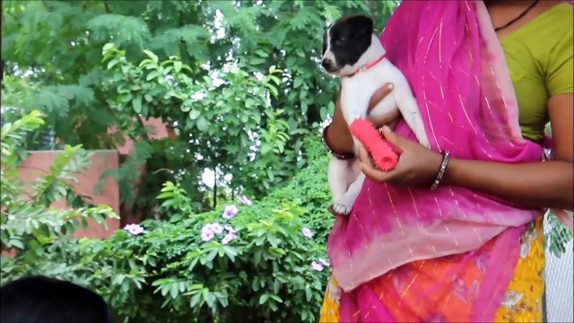 Cutest puppy rescued with injured mom at Animal Aid