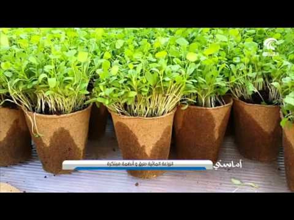 الزراعة المائية .. طرق وانظمة مبتكرة