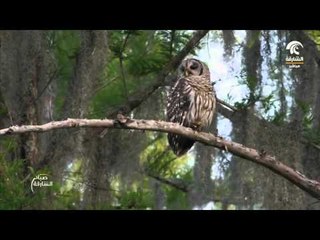 أغرب الغابات في العالم