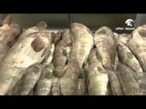 أسعار الأسماك في سوق الجبيل بالشارقة