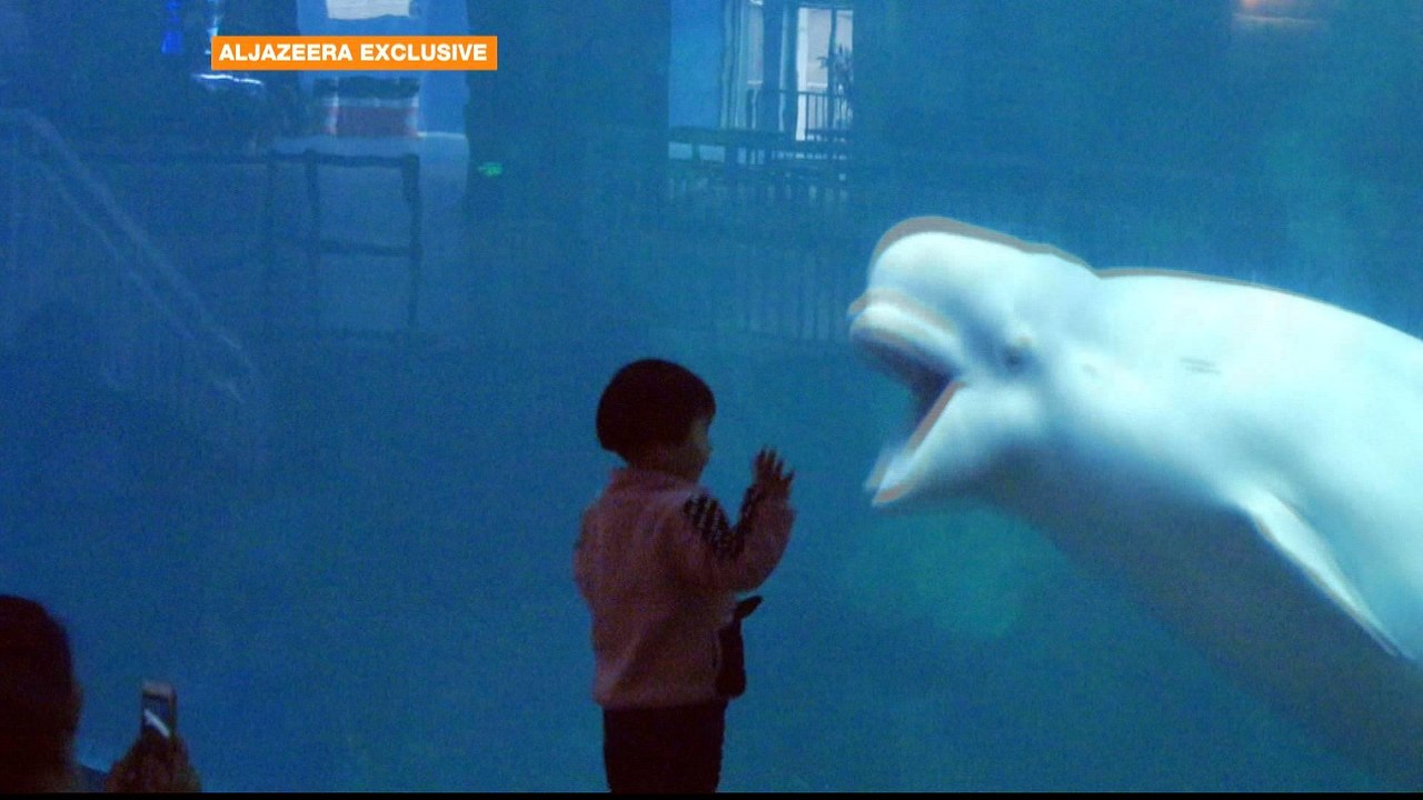 Al Jazeera probe unveils rampant animal abuse in China