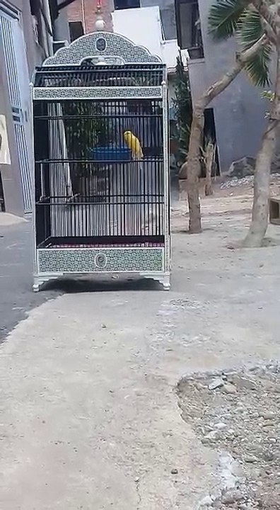 singing canary