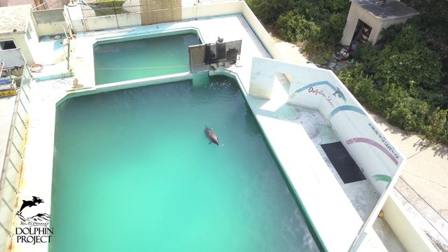 Un dauphin abandonné dans une piscine d'un Marine Land fermé