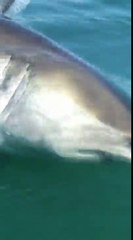 Video herunterladen: Un Grand Requin Blanc subtilise la proie d'un pêcheur