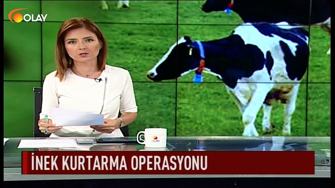 İnek kurtarma operasyonu
