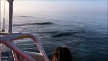 Trois baleines sautent hors de leau