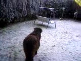 Saphir retrouve la liberté