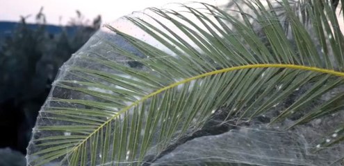 Yunanistan'da Bir Kasabada Tüm Sahil Örümcek Ağlarıyla Kaplandı