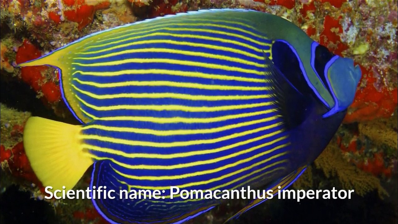Emperor angelfish