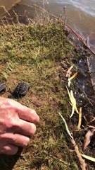 Returning 60 Snapping Turtle Hatchlings to the Wild