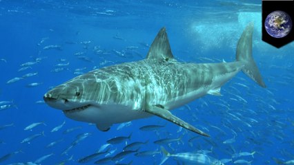 Researchers find sharks meeting in the middle of the Pacific Ocean