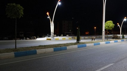 Yaban Domuzları Şehir Merkezine İndi