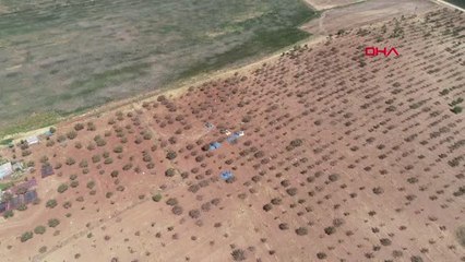 Diyarbakır Fıstık Bahçesinde 2 Yılda Mucize Yarattı, Üretimi 1 Ton'dan 10 Tona Çıkardı Hd