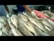 صباح الشارقة: أسعار الأسماك و الفواكه و الأجبان في سوق الجبيل اليوم 31-8-2016