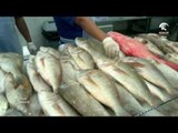 صباح الشارقة: أسعار الأسماك و الفواكه و الأجبان في سوق الجبيل اليوم 31-8-2016