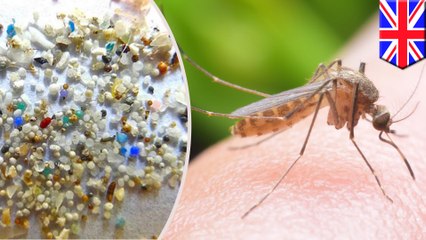 Microplastics could be entering food chain through mosquitoes