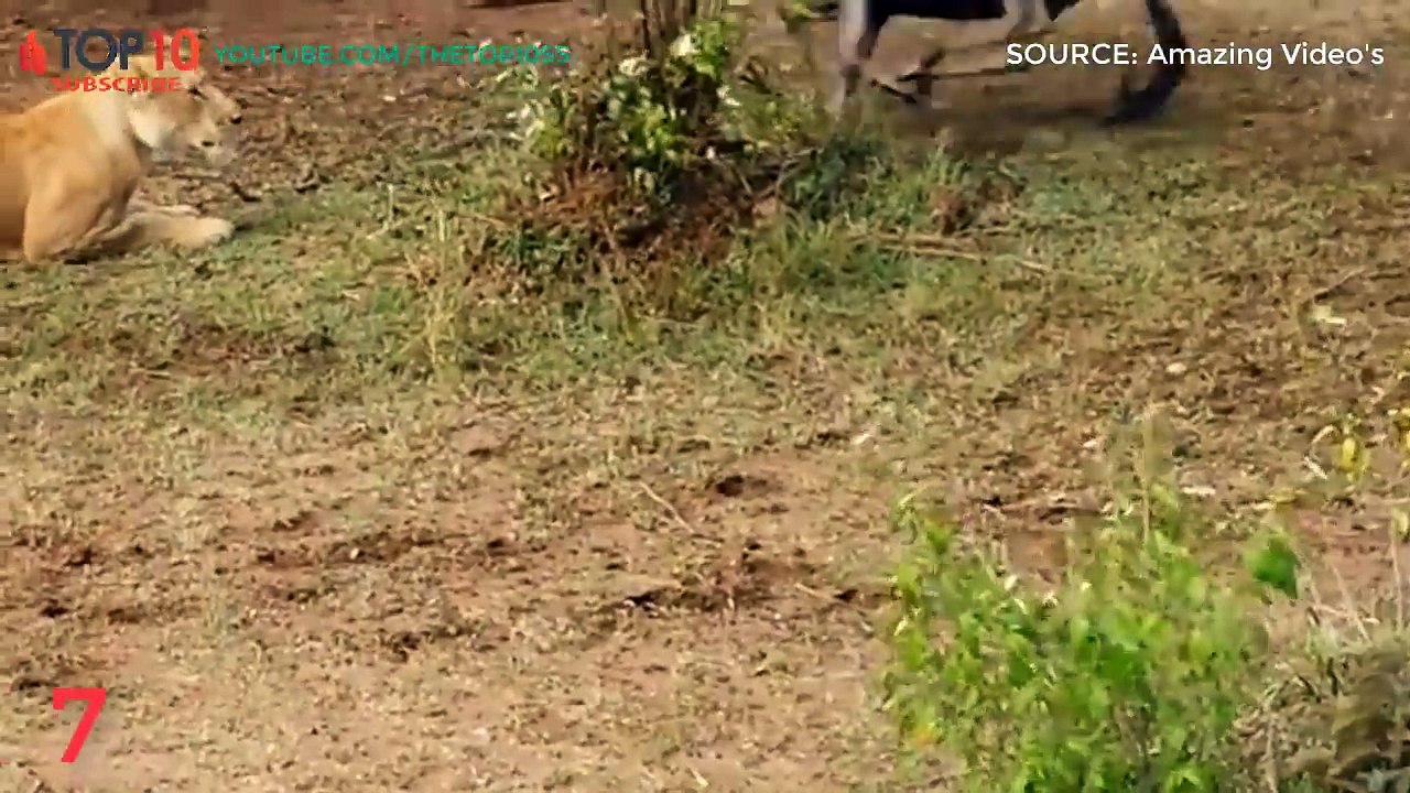THE TOP 10 -- TOP 10 ANIMALS CROSSING THE DANGEROUS RIVER -- When Crocodile, Leopard, Lion,...VS