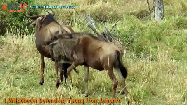 THE TOP 10 TOP 10 ANIMALS SAVE THEIR CALF Amazing Animals save calf from other animals