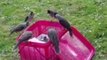 Team Effort - Orphaned Miner Bird Chicks Adopted by Group of Wild Birds