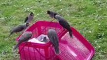 Team Effort - Orphaned Miner Bird Chicks Adopted by Group of Wild Birds