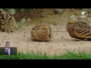 هيئة البيئة والمحميات بالشارقة تحتفل باليوم العالمي للطيور المهاجرة