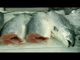 أحدث أسعار الأسماك من سوق الجبيل لهذا اليوم 5-6-2016