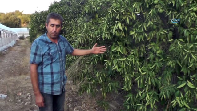 Susuz kalan ürünler dalında kurudu, sulama kanalı sorumlusu isyan etti