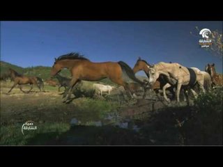 صباح الشارقة: حقائق عن الخيول