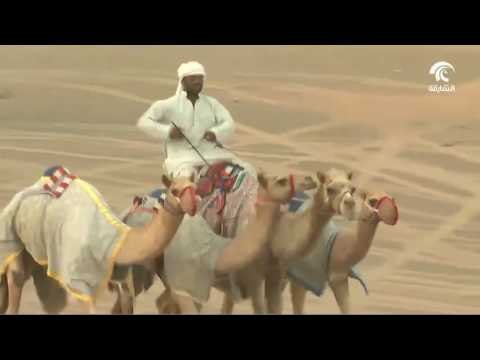 سباق الهجن ضمن مهرجان قروب أهل الهجن
