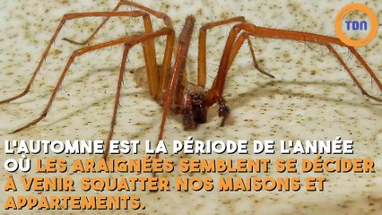 Les araignées rentrent dans les maisons à… 19h35 !