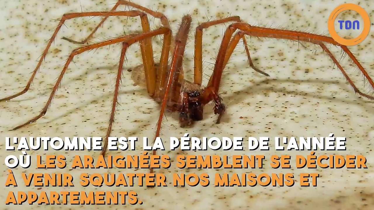 Les araignées rentrent dans les maisons à… 19h35 !