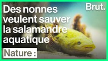 Ces nonnes veillent à la protection de la salamandre