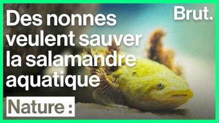 Ces nonnes veillent à la protection de la salamandre