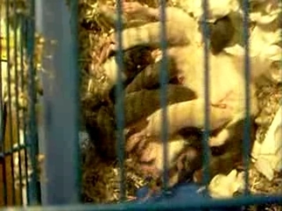 les bibous de Ange et Angel a 12 jours