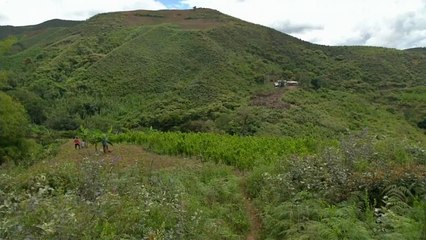 Récord de cultivo de coca en Colombia