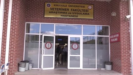Ölüme Terk Edilen Kedi Tedavi Edildi
