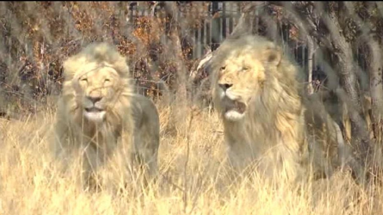 Insémination artificielle : les premiers lionceaux sont nés