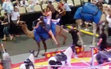 Un dromadaire créer une scène de panique en tentant de prendre la fuite dans un cirque
