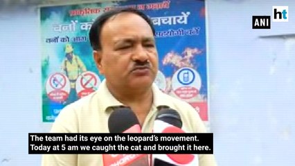 Forest officials trap leopard after a one-week chase