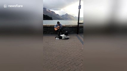 Busking duo, man and his dog duet their way into the public's heart