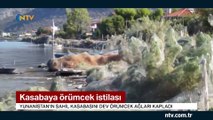 Yunanistan'ın sahil kasabasını dev örümcek ağları kapladı