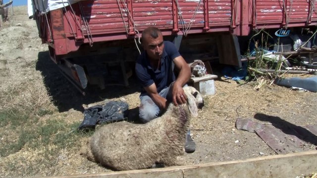 - Başıboş köpekler dehşet saçtı