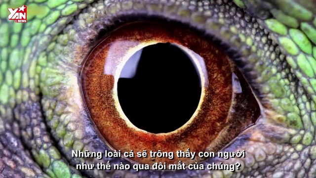 THIÊN NHIÊN CẬN CẢNH: Giải mã cách đôi mắt của động vật quan sát mọi thứ