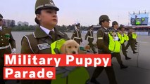 Adorable Police Puppies Take Part In Military Parade