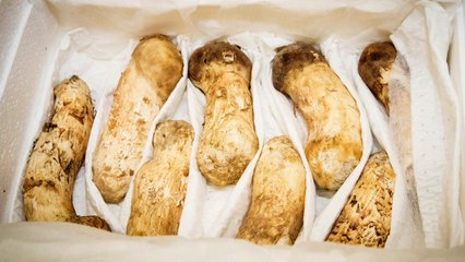 靑 "김정은 선물 송이버섯 2톤, 미상봉 이산가족에 전달" / YTN