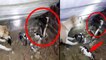 Cobra ने किया Puppies पर attack, बचाने के लिए भिड़ गई Mother Dog, Watch Video | वनइंडिया हिंदी